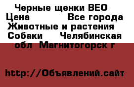 Черные щенки ВЕО › Цена ­ 5 000 - Все города Животные и растения » Собаки   . Челябинская обл.,Магнитогорск г.